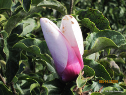 Magnolia 'Jane' — photo 3